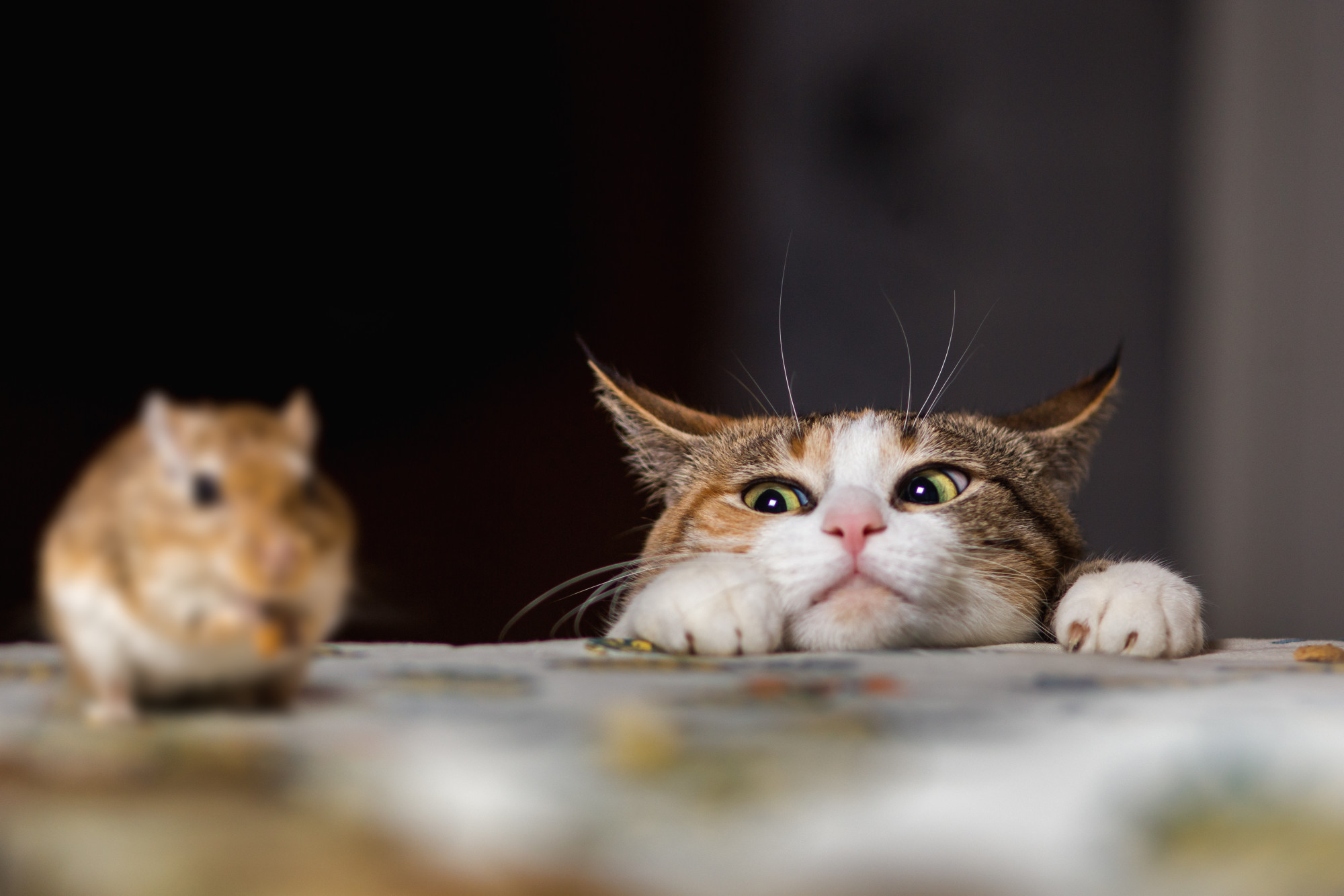 Should You Allow Pets in Your Rental Property?